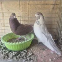 کبوتر پرشی تیرماهی|پرنده|خمینیشهر, |دیوار