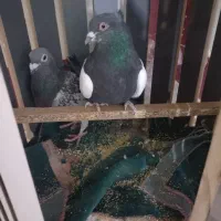 کفتر سینه|پرنده|جوین, |دیوار