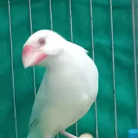 جفت نرگسی شکلاتی معاوضه با کراواتی