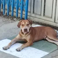 سگ پبتبول نژاد دار . ۸ ماهه