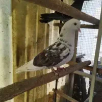 شش کبوتر پرشی