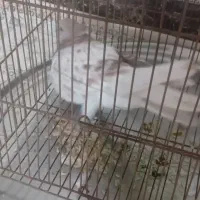 کفتر