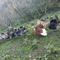 بوقلمون ارگانیک|حیوانات مزرعه|آستارا, |دیوار