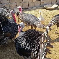 بوقلمون
