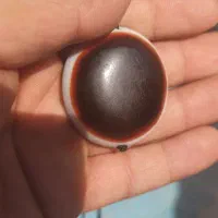 مهره سه پوست (یمن)