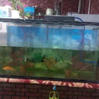 آکواریوم|ماهی|خرمشهر, |دیوار