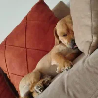 سگ شیتزو|سگ|کرج, خرمدشت|دیوار