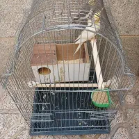 عروس هلندی جفت به شرط تخم