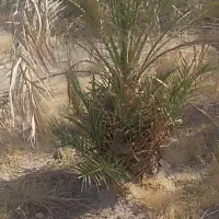 جونگ فروشی جاگردونی و کوچیک|گل و گیاه طبیعی|نرماشیر, |دیوار