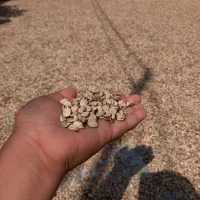 تخمه هندوانه آجیلی