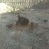 فروش مرغ و بوقلمون
