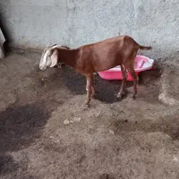 بز.