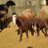 میش|حیوانات مزرعه|محمدشهر, جعفرآباد|دیوار