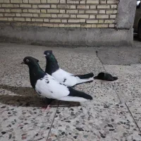 سینه سیاه چشم و نوک سفید