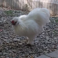 فروش دوتا خروس ابریشمی|حیوانات مزرعه|کهریزک, |دیوار