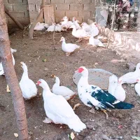 فروش قو غاز لیندا و اردک نر|حیوانات مزرعه|سورک, |دیوار