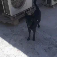 سگ نگهبانی ژرمن بلک کلاسیک|سگ|بندر ماهشهر, |دیوار