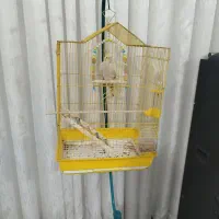 عروس هلندی ماده با قفس