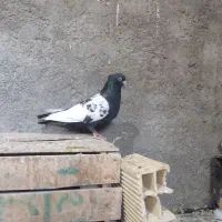 سینه سیاه نر