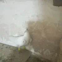 پرنده کبوتر|پرنده|دشتابی, |دیوار