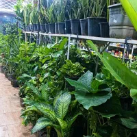 گلسرای مریم بانو بار جدید رسید۱۰درصد|گل و گیاه طبیعی|بیرجند, |دیوار