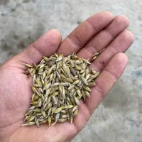 فروش جو و گندم
