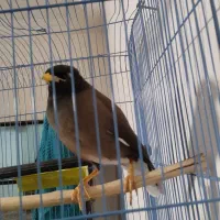 مینا شیش ماهه