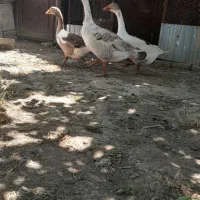 غازنرو۱ماده