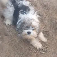 سگ ‌‌‌‌‌