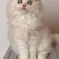 پرشین نر صورت عروسکی
