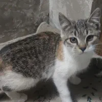 حمایت از گربه ها(سرپرستی)|گربه|تهران, پونک|دیوار