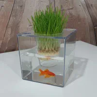 گلدان آکواریومی گلدان شیشه ای سبزه نارنج|گل و گیاه طبیعی|اندیشه, اندیشه فاز ۵|دیوار