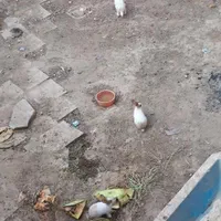 واگذاری خرگوش