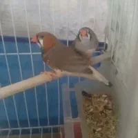 جفت.فنج.کینگ.مولد