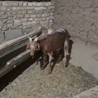 بز و بزغاله|حیوانات مزرعه|میلاجرد, |دیوار