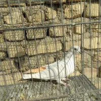 کفتر پرشی ونقشی