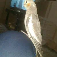 دوتا عروس هلندی گمشده|پرنده|بندرعباس, |دیوار