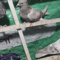 کبوتر ماده سرکه ای دم سفید