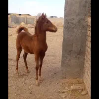 کره نر ۵ ماهه|اسب و تجهیزات اسب‌سواری|ساوه, |دیوار