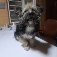 این سگ پیدا شده|حیوانات|شیراز, جانبازان|دیوار