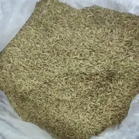 زیره سبز دیمه