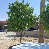 اجاره ۴ دهنه از گاراژ میدان معلم شهرستان  کوار