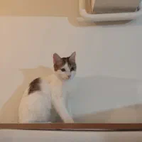 واگذاری گربه آرام وبامزه وحرف گوش کن|گربه|پرند, فاز ۵|دیوار