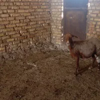 میش شیره دار جوان