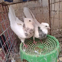 کبوتر طوقی|پرنده|امیدیه, |دیوار