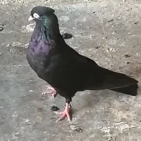 زاغ آبادانی نرمست مست