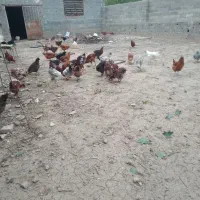 مرغ و خروس قاطی ۵ ماه هستن