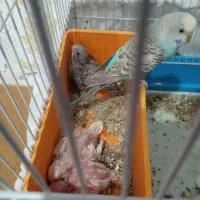 جفت مرغ عشق با جوجه