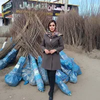 فروش نهال خرمالو شکلاتی با ضمانت + 5 سال