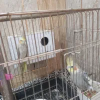عروس هلندی